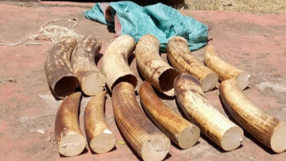 Five Suspects Arrested, Elephant Tusks Worth Sh6 Million Seized In Separate Operations
