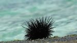 Fisherman Dies After Being Stung By Black Sea Urchin In Kilifi