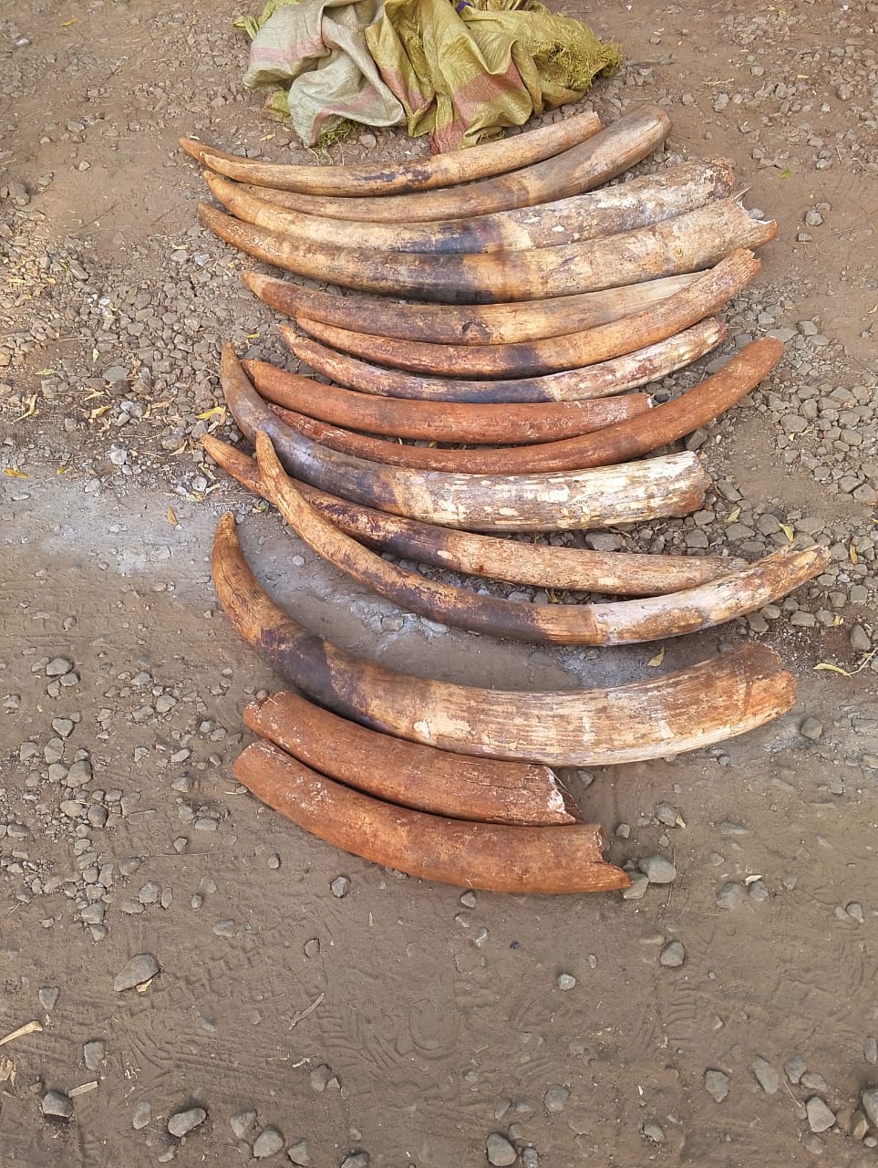 Tanzanian Suspect Arrested As Police Recover 15 Pieces Of Elephant Tusks Valued At Sh10 Million In Lungalunga, Kwale