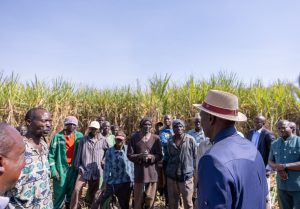 President Ruto Engages Sugarcane Farmers In Mumias, Kakamega, Announces Major Bonus Payment Development