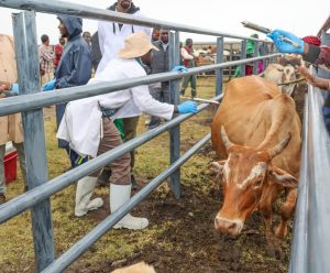 Nationwide Livestock Vaccination Launched In Laikipia
