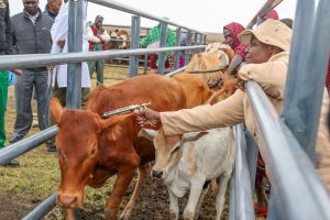 Nationwide Livestock Vaccination Launched In Laikipia