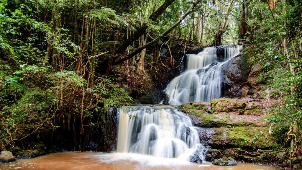 Karura Forest Nairobi: A Tranquil Escape in the Heart of the City