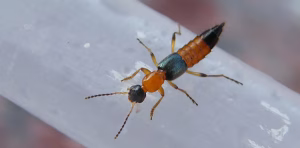 Understanding the Nairobi Fly: A Growing Concern in Kenya