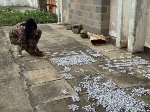 Four Sentenced In Landmark Case Involving Illegal Trafficking Of Live Garden Ants