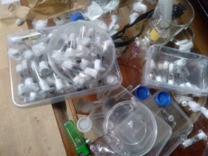 Four Sentenced In Landmark Case Involving Illegal Trafficking Of Live Garden Ants