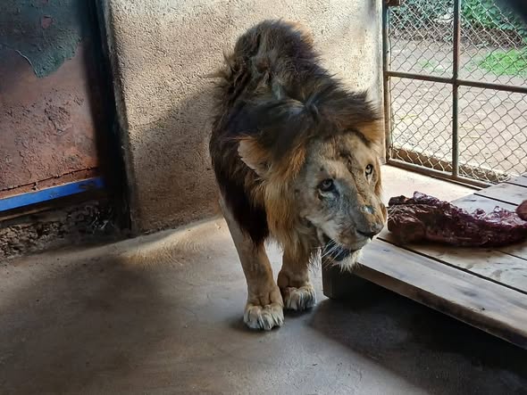 Kenya wildlife service responds to public concern over frail lion at Karen’s stedmak gardens