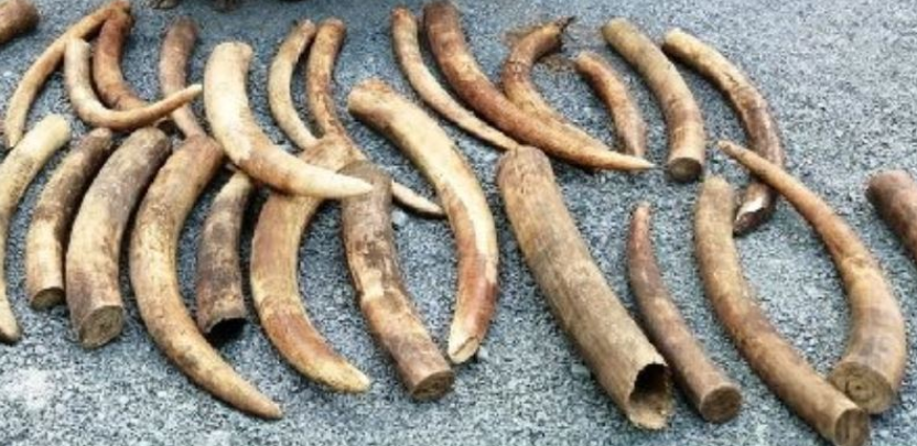 Two convicted in elephant tusk trafficking case in Kilifi
