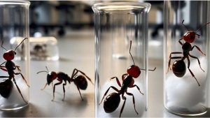 Chinese national arrested at JKIA for smuggling nearly 2,000 queen garden ants