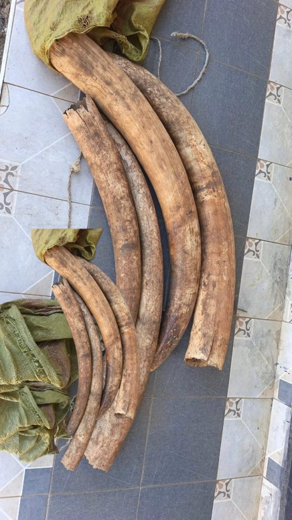 Suspect arrested with 39 kilos of elephant tusks valued at Sh4 million in Lungalunga, Kwale County
