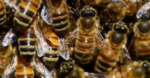 Tragedy as 5-year-old boy dies after bee attack in Kakamega