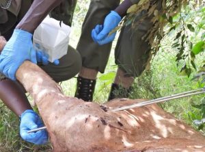 Lion Killed by Hippo in Rare Clash in Maasai Mara