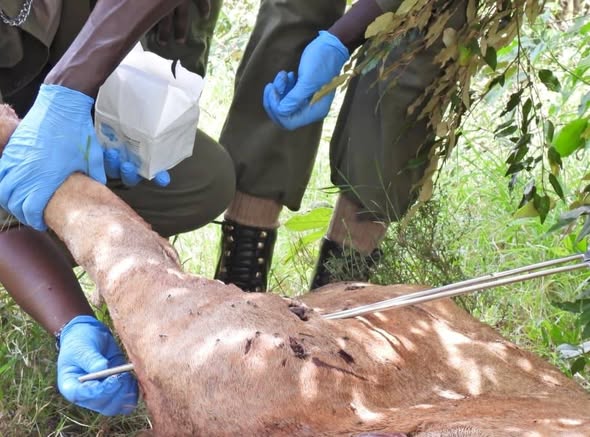 Lion Killed by Hippo in Rare Clash in Maasai Mara