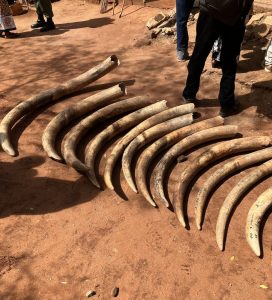 Man sentenced to five years in prison over elephant tusks trafficking in Tana River