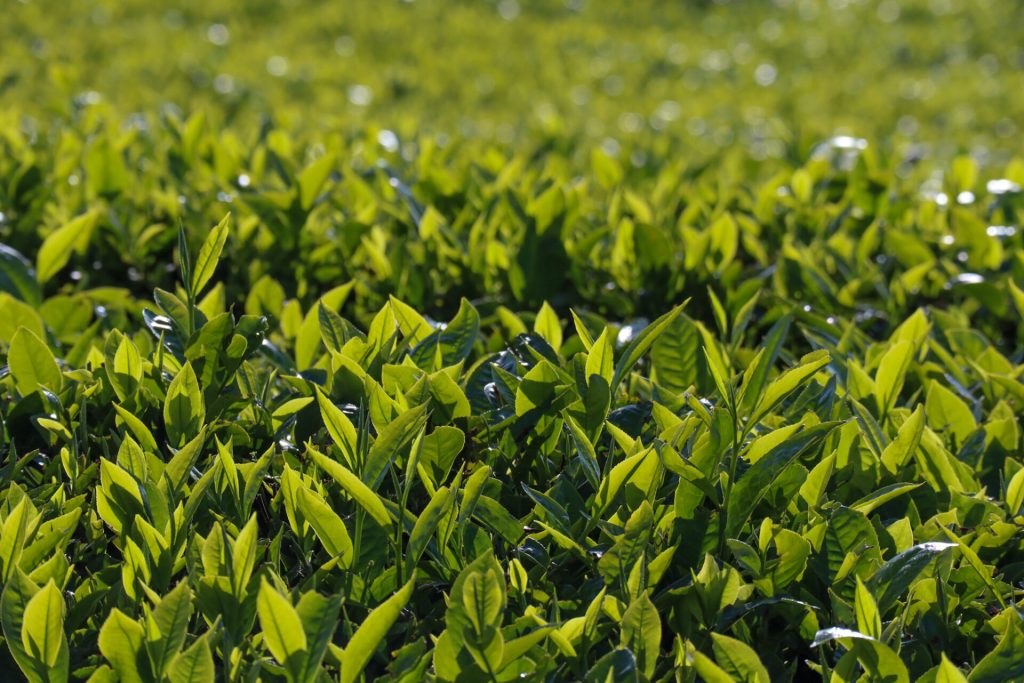 Probe after 7-year-old boy found murdered in Nyamira tea plantation
