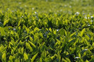 Probe after 7-year-old boy found murdered in Nyamira tea plantation