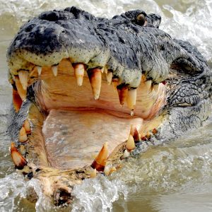 15-year-old girl killed in crocodile attack while fetching water in Makueni