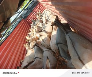 Police arrest 2 in Garissa after intercepting 66 donkeys suspected to be stolen