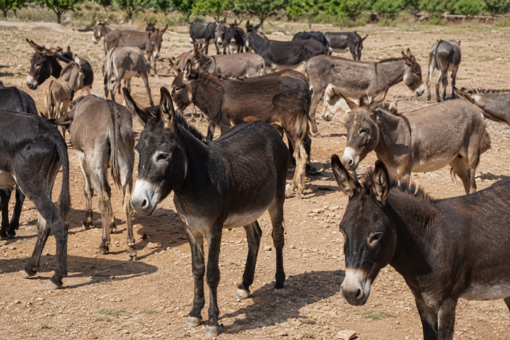 Illegal donkey skin trade becoming organised crime threat