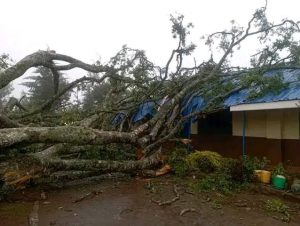 Tragedy as Grade three pupil killed after tree branch falls at Kiambu school