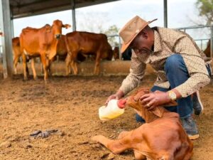 Ruto’s Sh10 Million Watch Steals Spotlight as President Tends to Calf at Kilgoris Farm