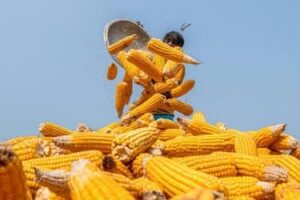 Kenya Plans Maize Imports to Bridge Projected 25 Million-Bag Shortfall