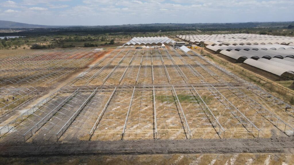 Kakuzi breaks ground for new Blueberry production orchards