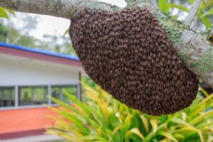 Ten teachers, pupils stung as bees invade Kakuyuni School for the Deaf in Kilifi