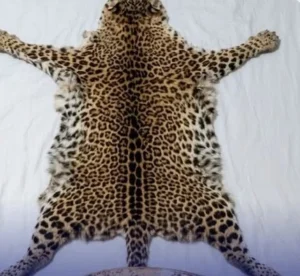 Two men sentenced to life imprisonment over wildlife trophies in Malindi