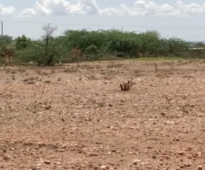 Man found dead in thickets in West Pokot