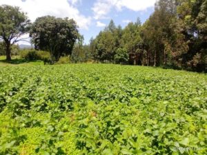 Man, 20, killed after confrontation over vegetable harvesting in Homa Bay