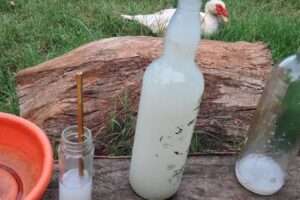 Two people killed in Kilifi palm wine joint fight, including suspected attacker