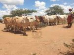 Five Killed As Police Recover 560 Stolen Cattle