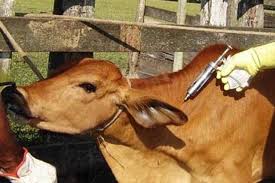 Veterinary Association Urges Gov't To Postpone Nationwide Livestock Vaccination Drive