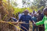 Ruto Gives Sh150 Million To Sugarcane Farmers As Bonus In Kakamega