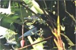 Man Goes Wild, Kills Cow, Slashes 80 Banana Stems In village In Muranga