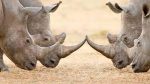 Police Arrest Three Including KDF Soldier In Homabay, Recover Rhino Horn Worth Sh2.9 Million