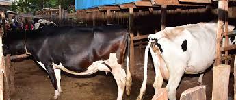 Suspected Thugs Kill Dairy Farm Worker, Injure Wife In Their Home In Mukurweini, Nyeri