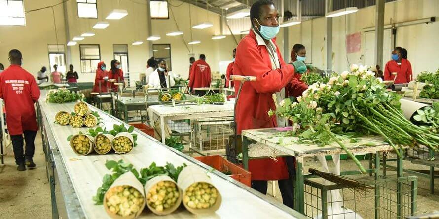 Kenyan Fresh Produce Exporters Assure European Buyers As Logistical Challenges Persist