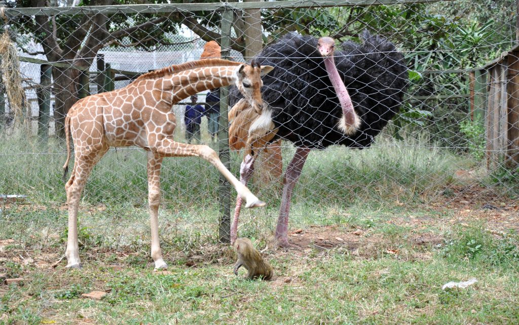 Nairobi Animal Orphanage: A Sanctuary for Rescued Wildlife