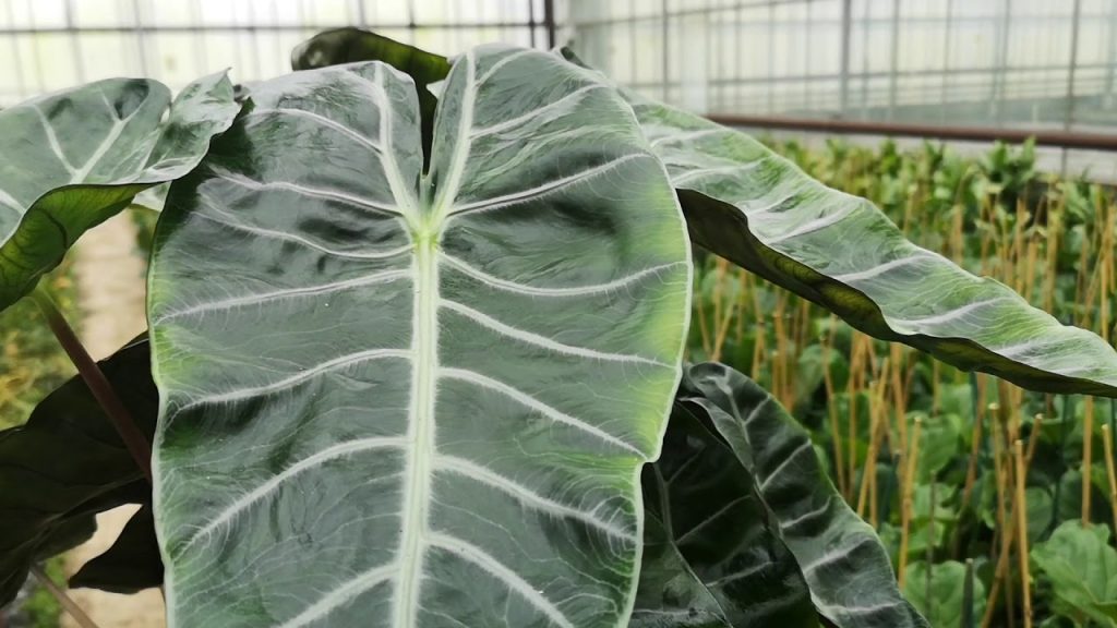 Alocasia ‘Nairobi Nights’: A Stunning Ornamental Plant