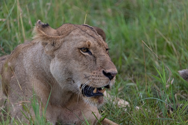 Photo of lion from safari in Tanzania, Africa. [Photo courtesy of Glen Michaelsen Unsplash]