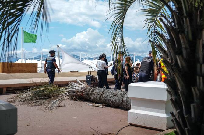 Man Seriously Injured By Falling Palm Tree At Cannes Film Festival
