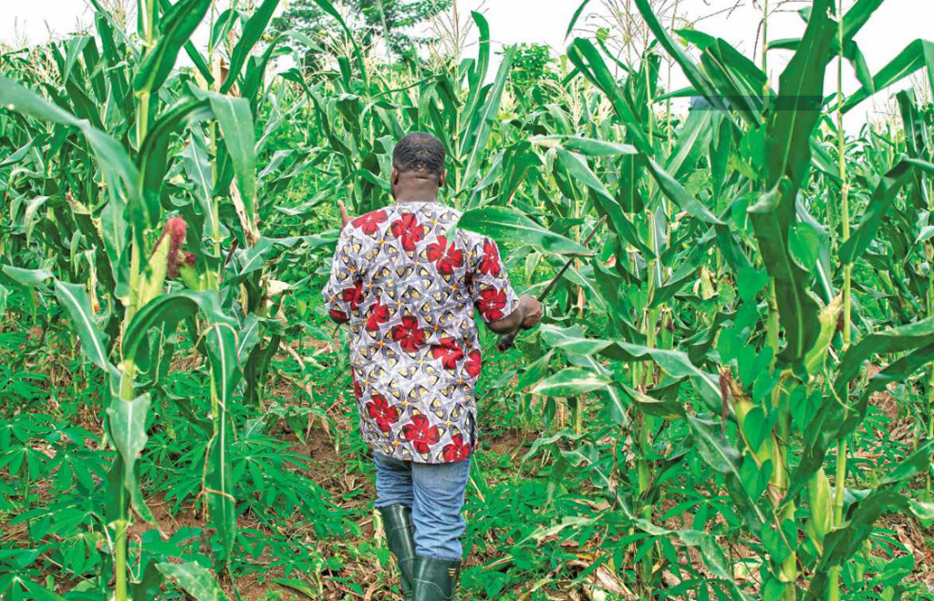 Kenya’s Agriculture Sector Records Strong Growth In 2024 Amid Weather Fluctuations And Government Support