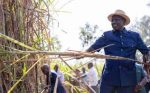 Ruto Pledges To Revive Sony Sugar Company