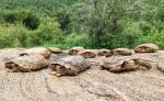 Kenya To Launch Historic Conservation Plan To Save The World's Rarest Tortoise