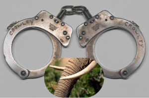 3 Men Arrested While In Possession Of Elephant Tusks Valued At Sh700,000 In Lungalunga, Kwale County