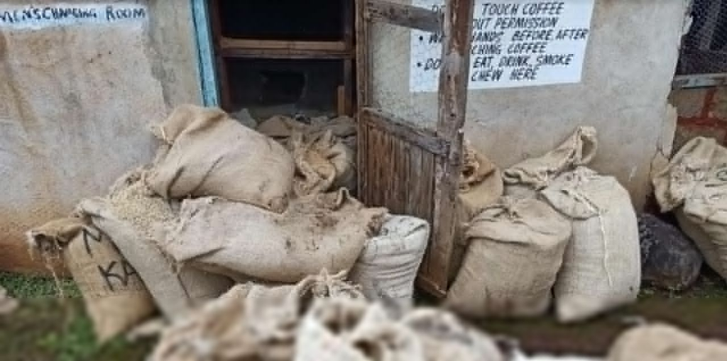 Armed Gang Raids Mburi Coffee Factory In Kirinyaga, Ties Up Watchmen And Steals Coffee