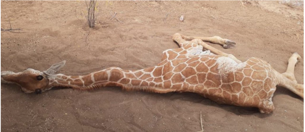 American Tourists Unhurt As Their Light Aircraft Hits And Kills Giraffe At Lewa Conservancy