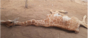 American Tourists Unhurt As Their Light Aircraft Hits And Kills Giraffe At Lewa Conservancy